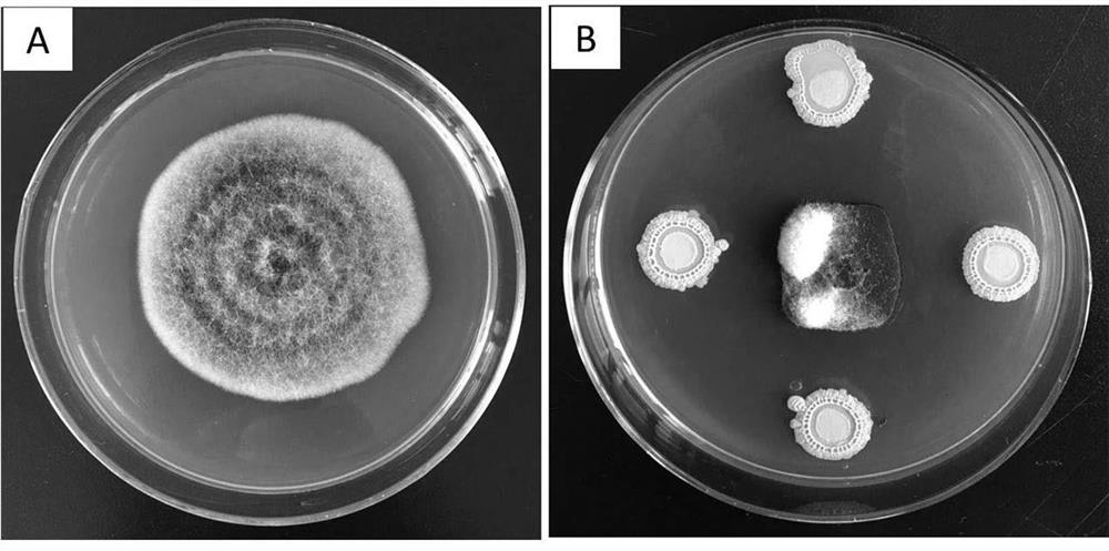 Bacillus subtilis Y2 strain and preparation method for preparing antagonistic Korla pear blackhead disease inhibitor by using bacillus subtilis Y2 strain