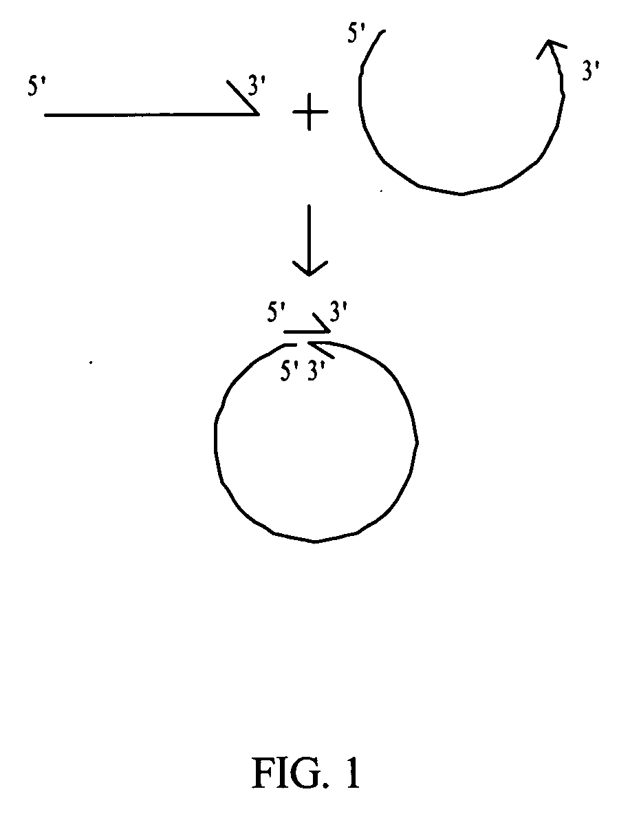 Rolling circle amplification of micro-RNA samples