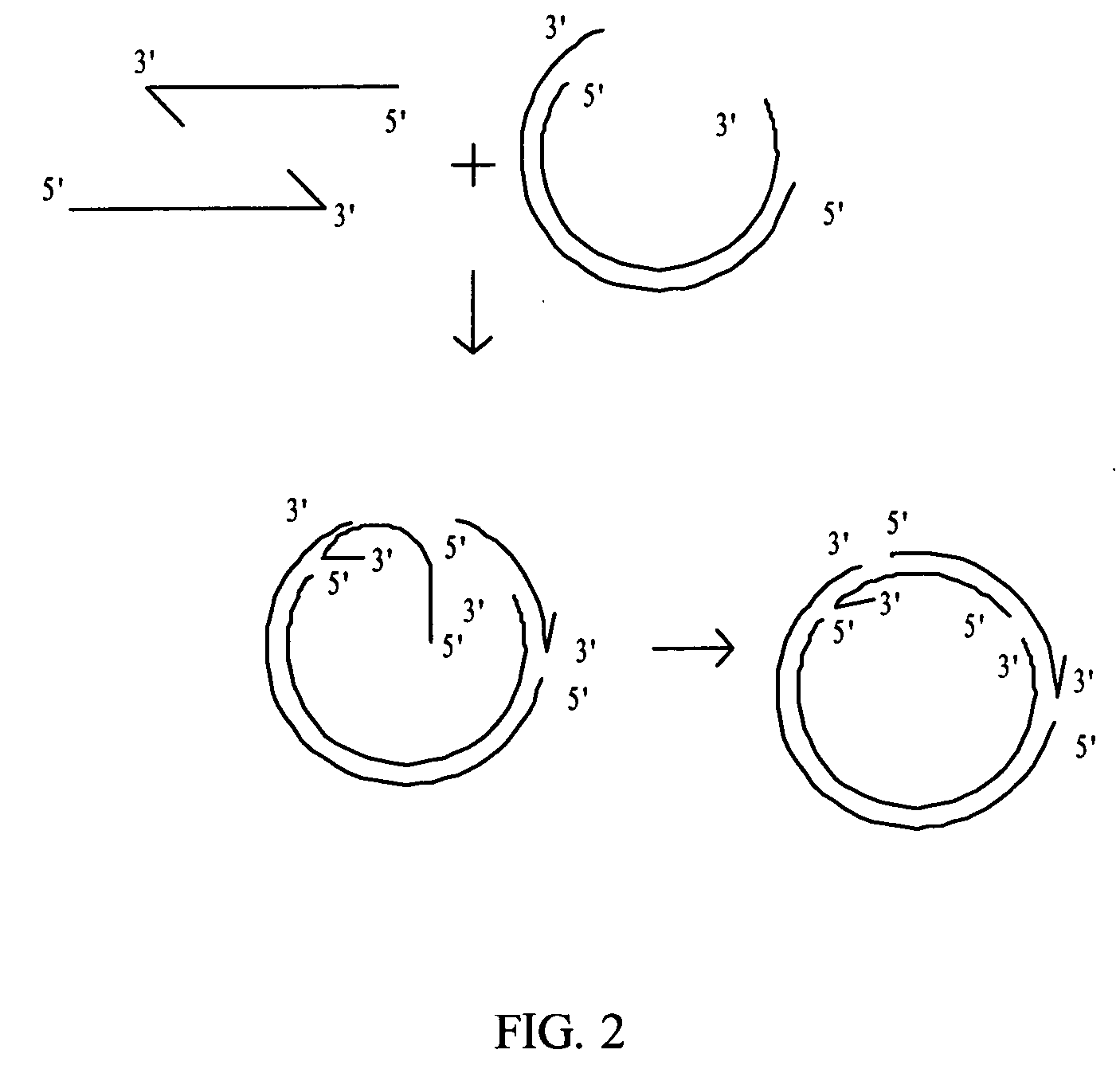 Rolling circle amplification of micro-RNA samples