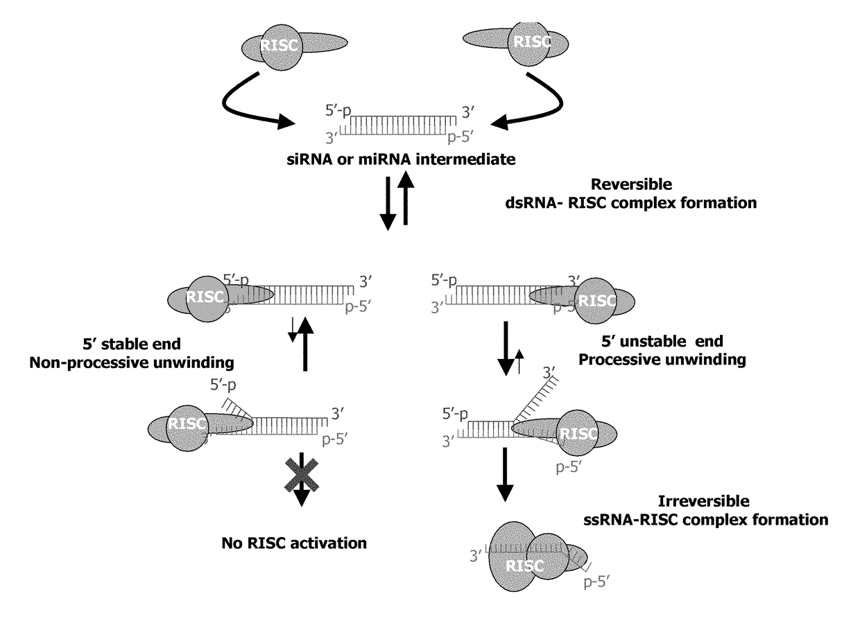 Methods and compositions for selecting siRNA of improved functionality