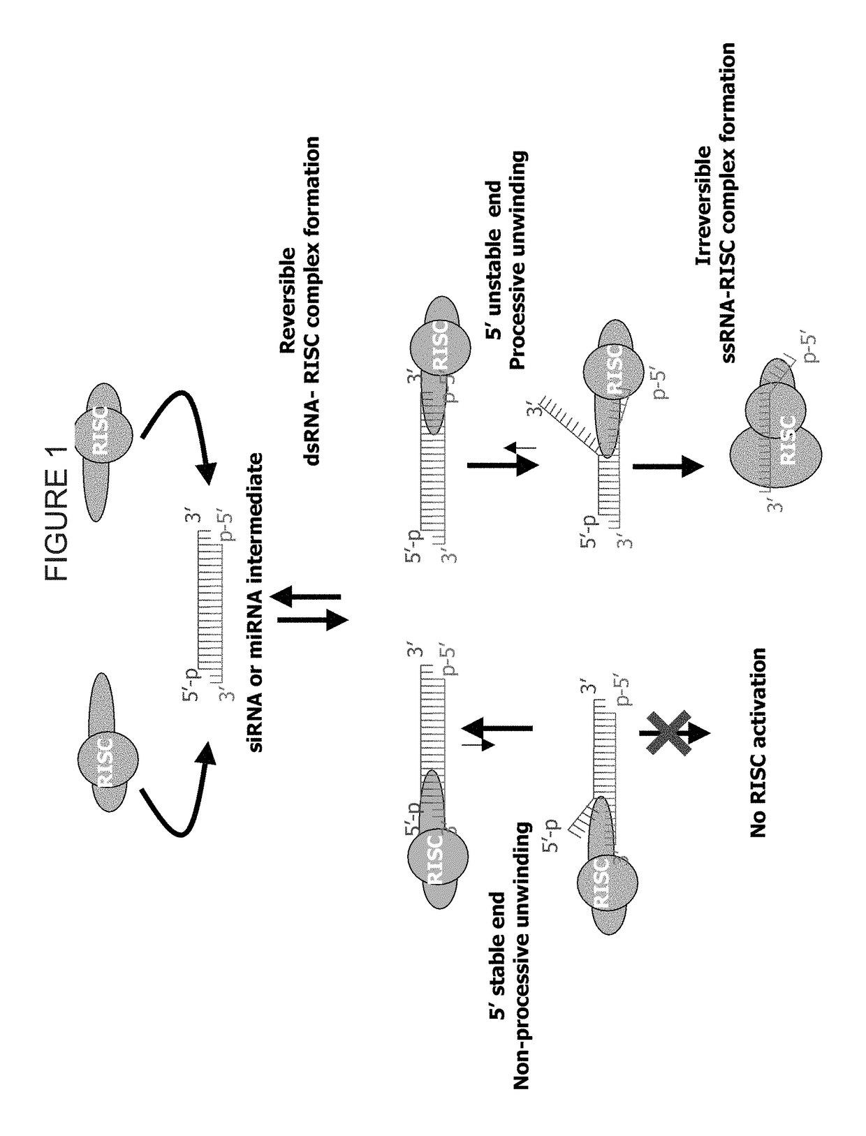 Methods and compositions for selecting siRNA of improved functionality