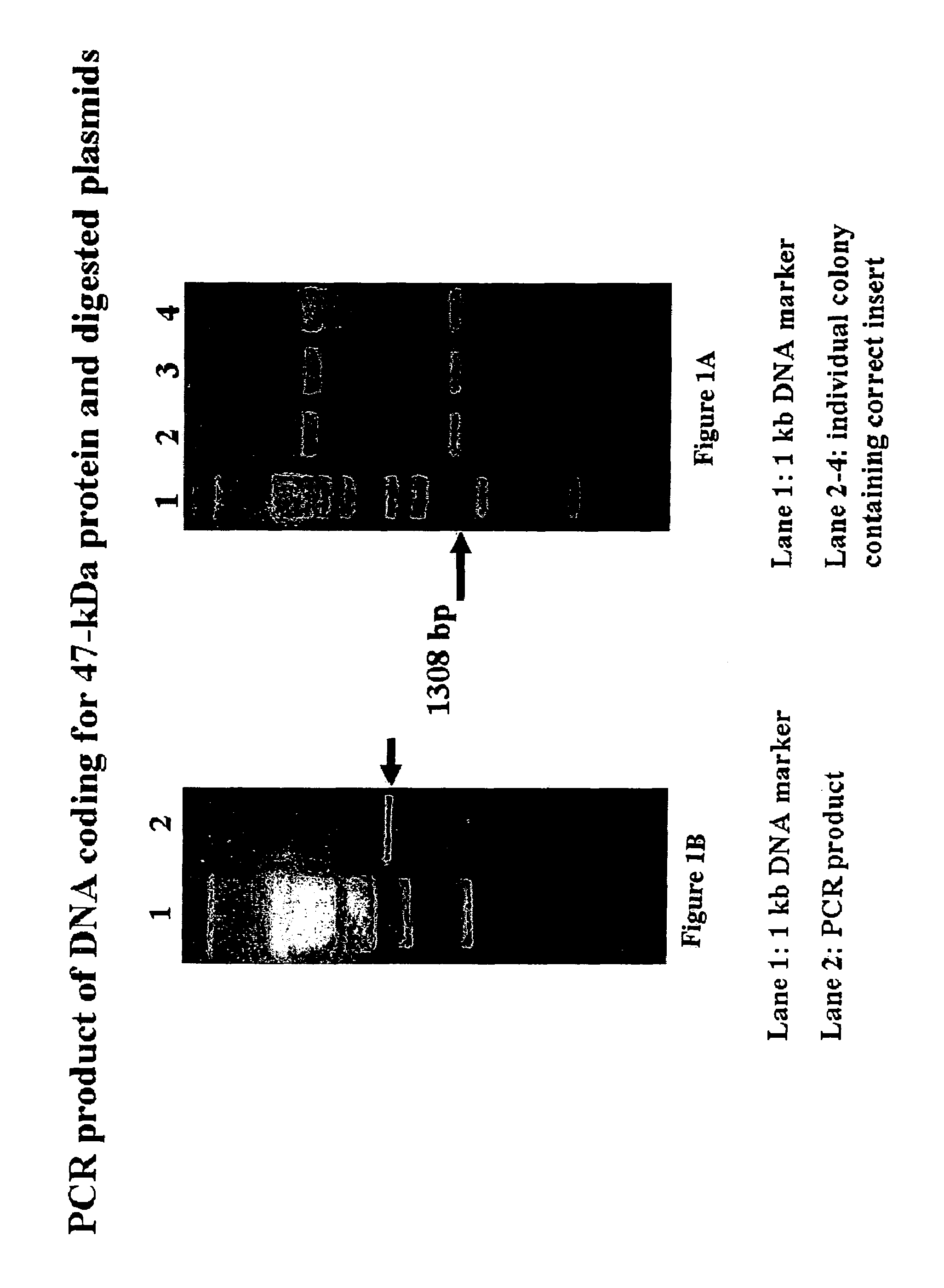 Orientia tsutsugamushi truncated recombinant outer membrane protein (r47) and (r57) vaccines diagnostics and therapeutics for scrub typhus