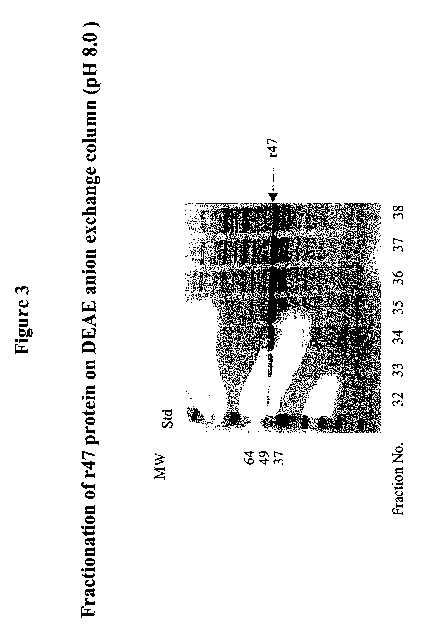 Orientia tsutsugamushi truncated recombinant outer membrane protein (r47) and (r57) vaccines diagnostics and therapeutics for scrub typhus