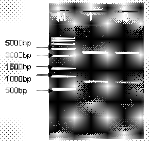 PPA-linker-Thanatin fusion protein and preparation method thereof