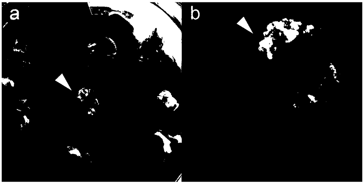 Method for inducing embryogenic cells by taking african agapanthus leaves as explant