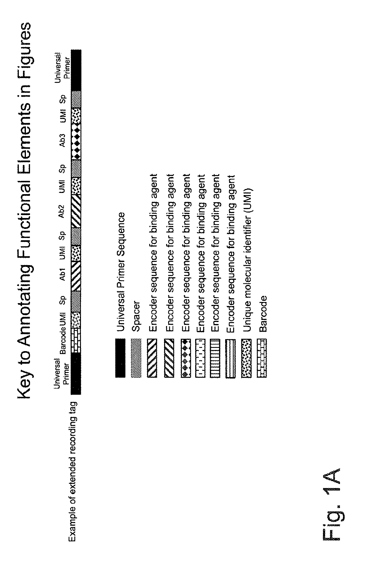 Macromolecule analysis employing nucleic acid encoding