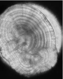 Marking method of salmon otoliths based on Morse code rules