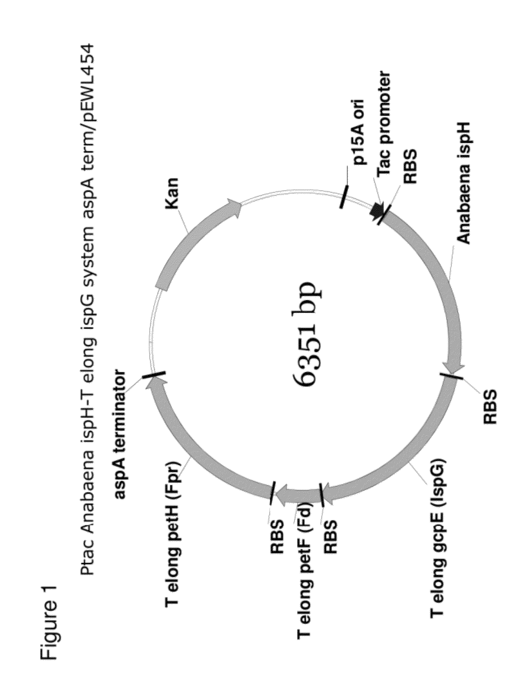 Compositions and methods for improved isoprene production using two types of ISPG enzymes