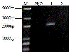 Primer, kit and method for detecting low grain protein content of wheat, and applications of method