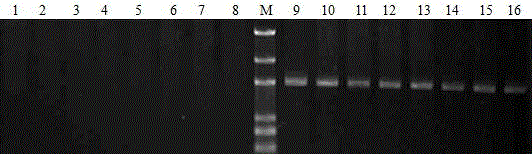 Primer, kit and method for detecting low grain protein content of wheat, and applications of method