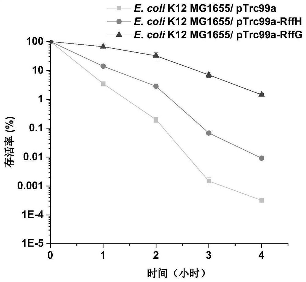 Escherichia coli engineering bacterium with high acid stress resistance and application