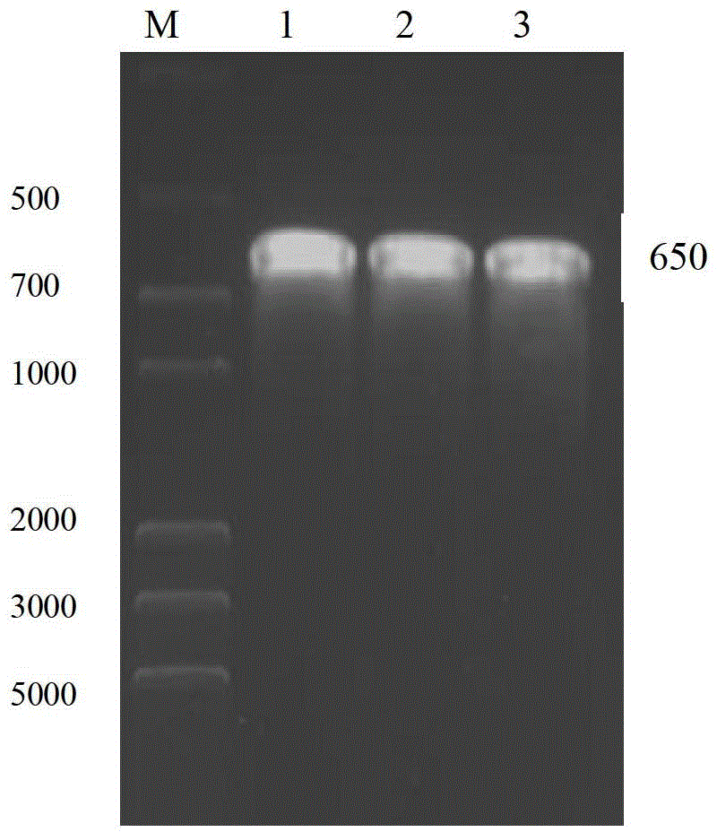 A kind of recombinant bovine prion protein bprp and its preparation method and application