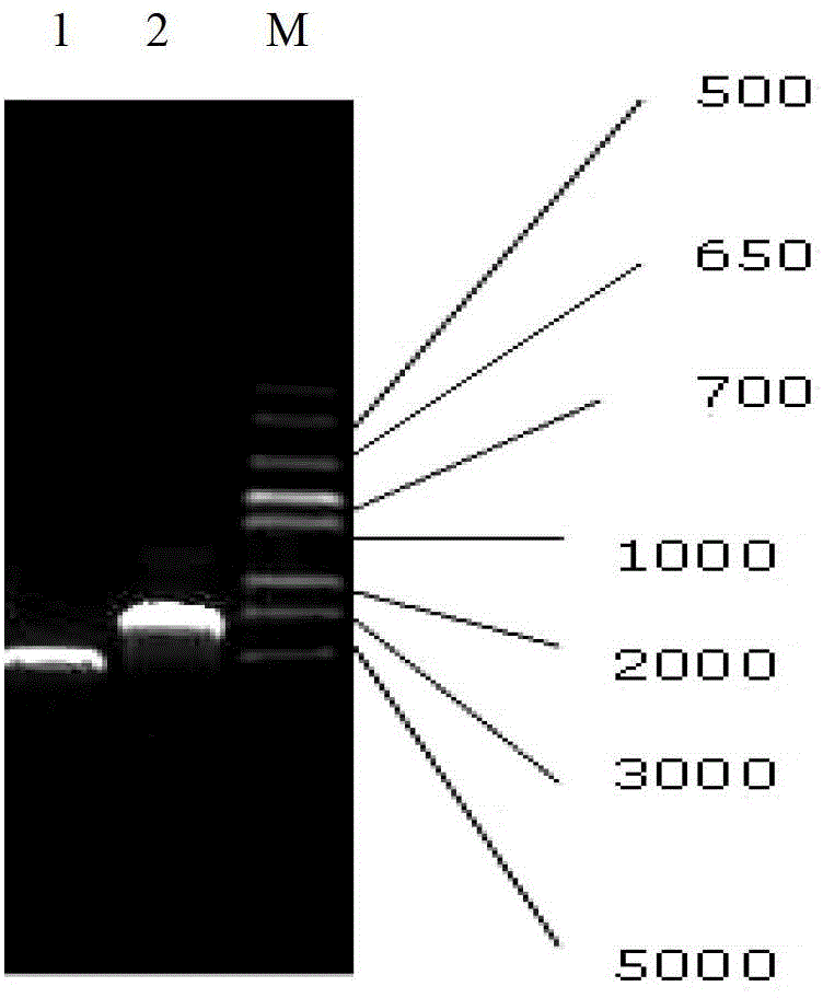 A kind of recombinant bovine prion protein bprp and its preparation method and application