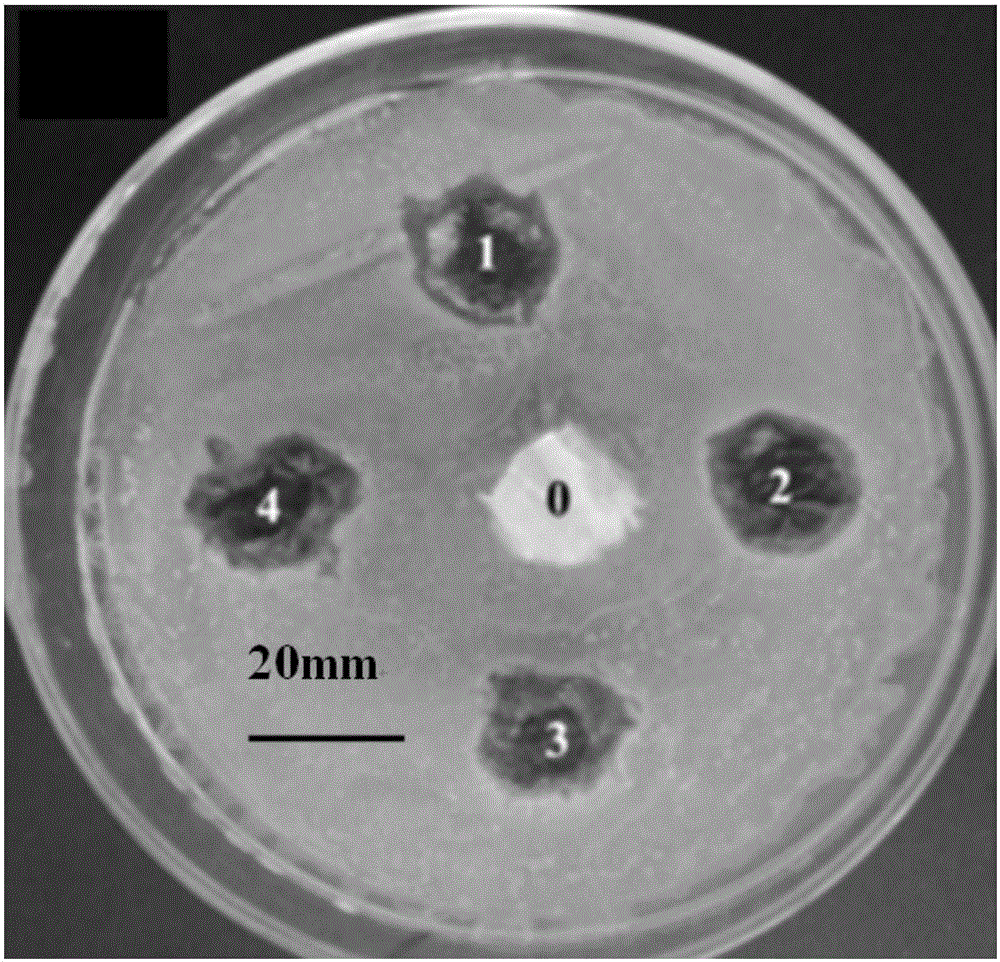 Salt-containing oyster powder decontamination antibacterial material and preparation method and use method