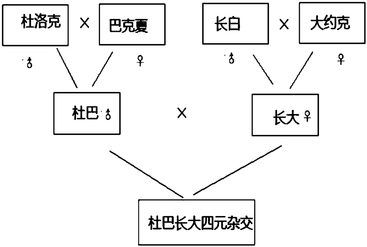 Breeding method for four-generation lean pig