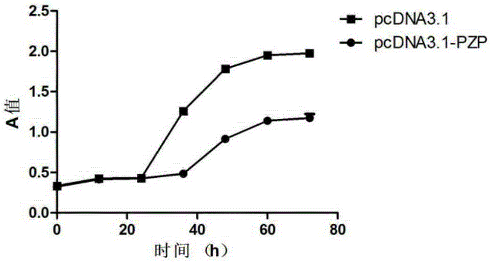 Application of PZP gene in diagnosis and treatment of biliary duct cancer