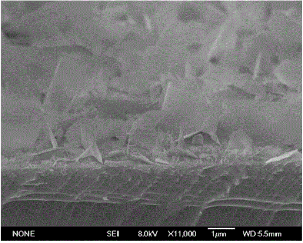 Method for preparing cobaltous oxide electrode with nanosheet structure