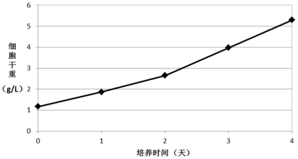 A strain of Xanthophyllum and its cultivation and application