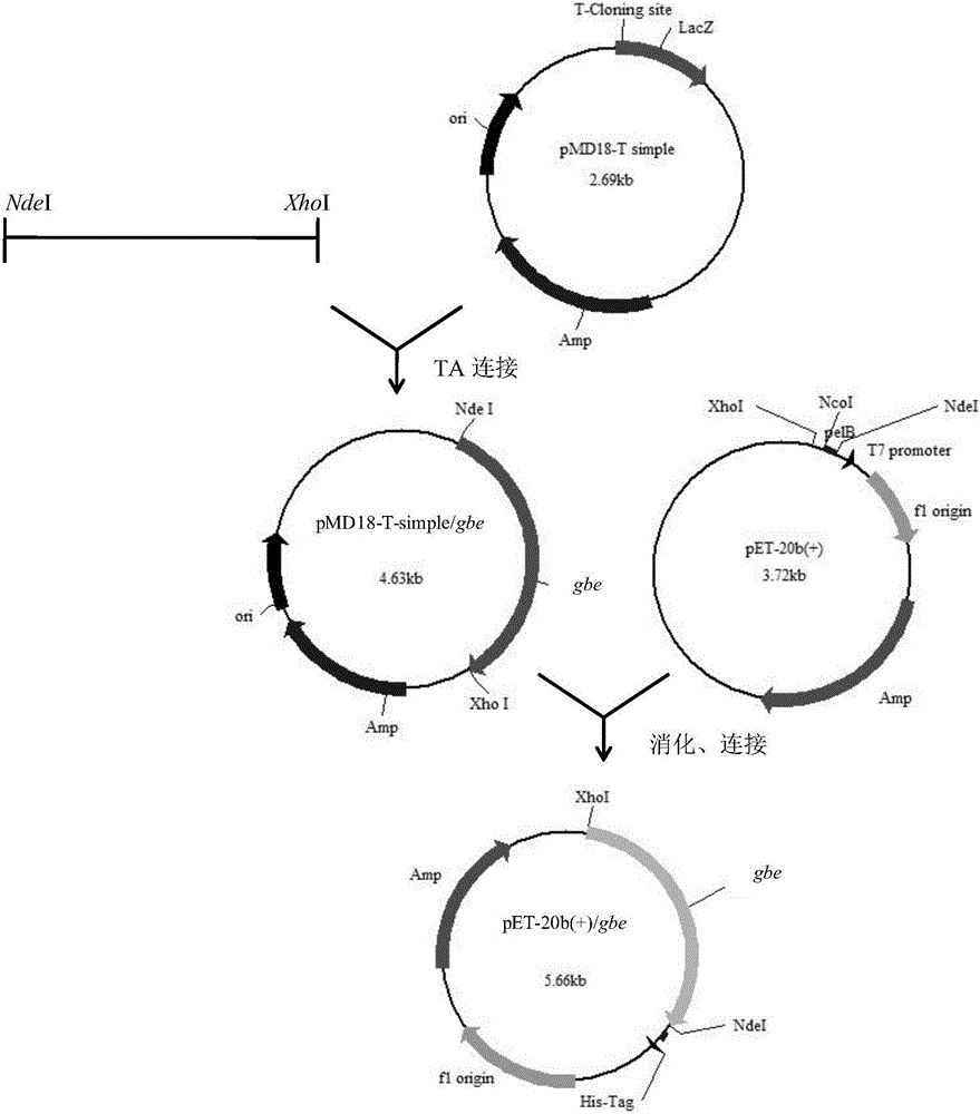 Method for extracellularly producing Q-enzyme in signal-peptide-free manner