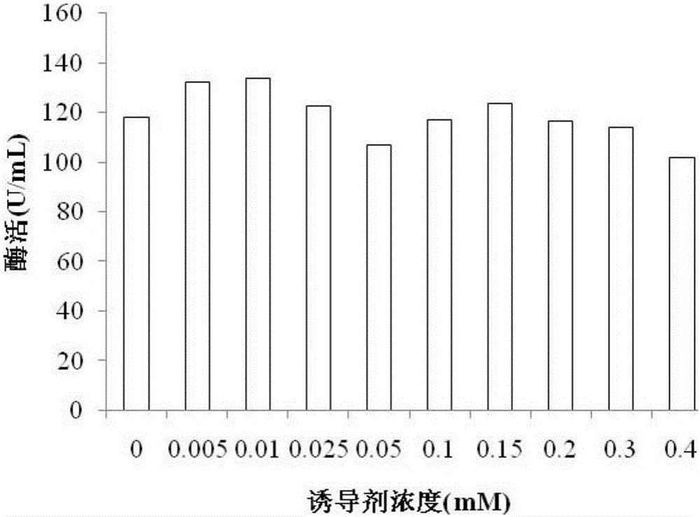 Method for extracellularly producing Q-enzyme in signal-peptide-free manner