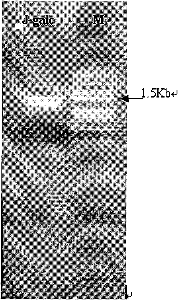 Alpha-galactosidase and coding gene thereof