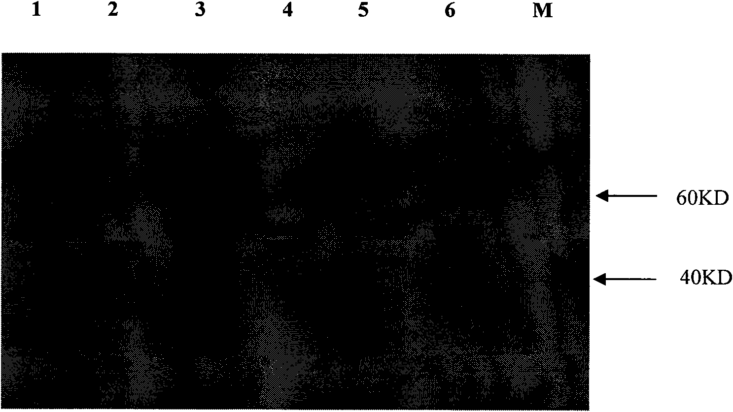 Alpha-galactosidase and coding gene thereof