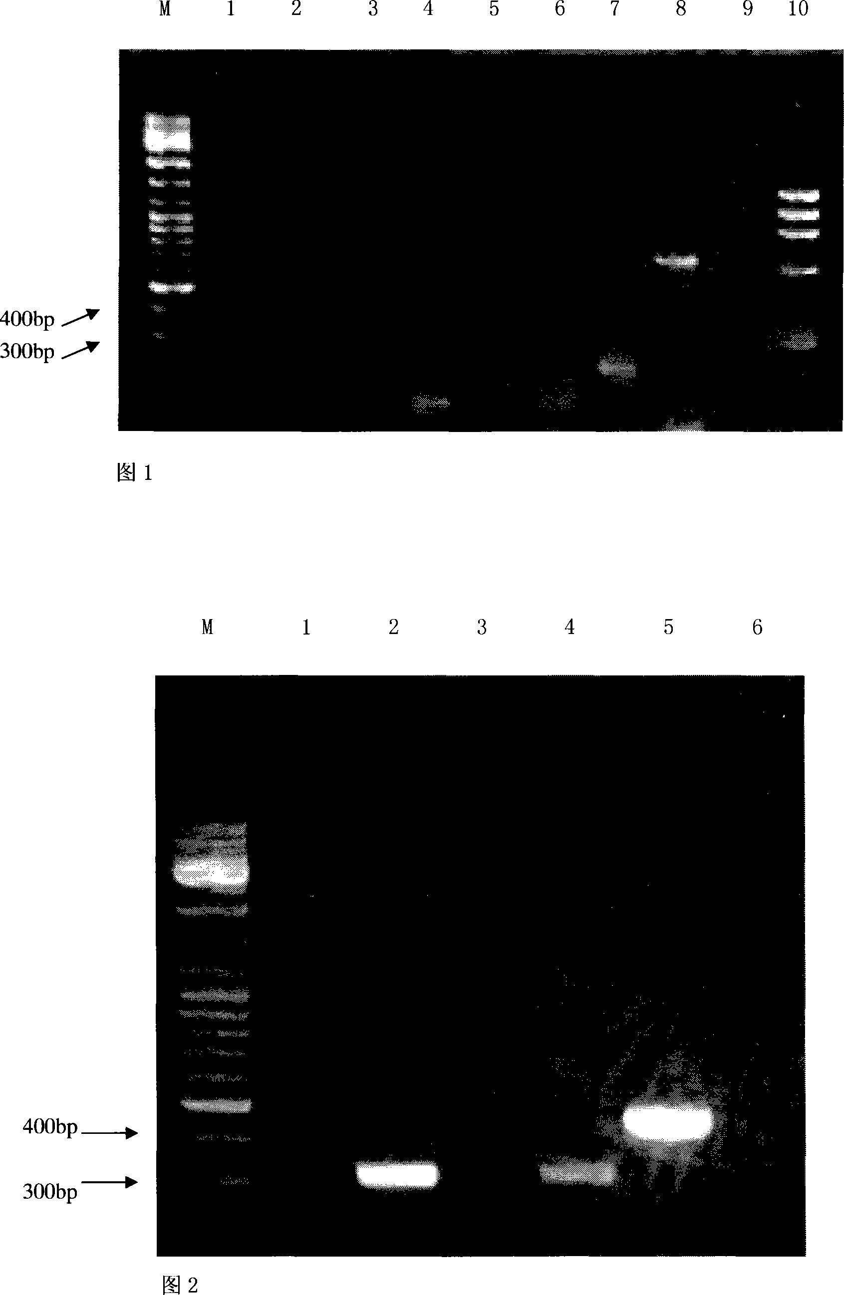 Gene of containing 26S rRNA sequence from restoring line of cotton