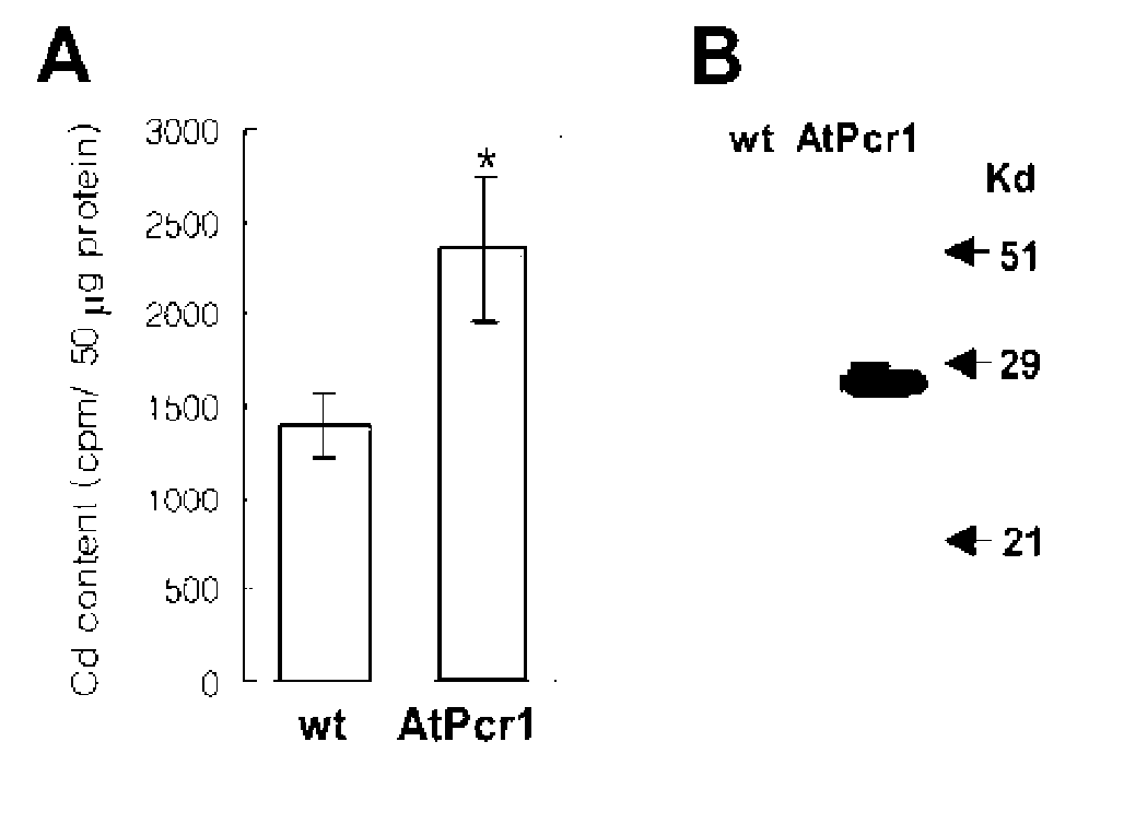 Novel Pcr family genes which confer tolerance to heavy metals