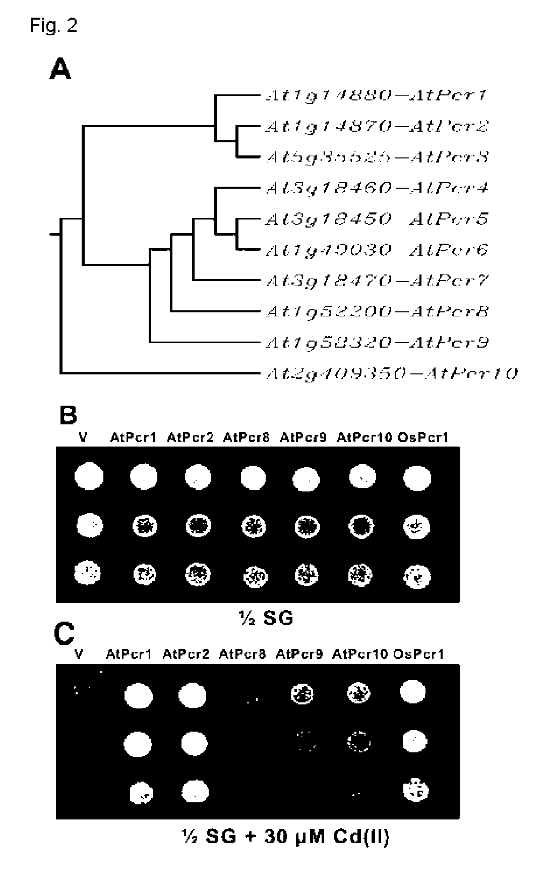 Novel Pcr family genes which confer tolerance to heavy metals