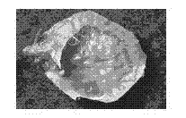 Germinating treatment method of acer yangjuechi seeds