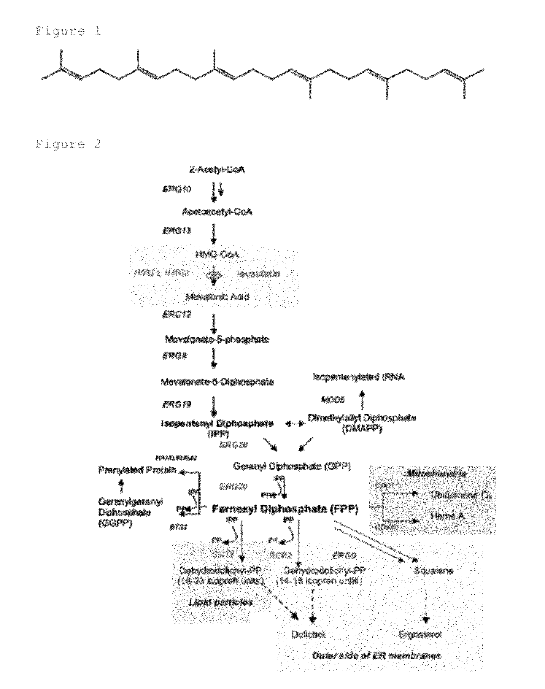 Modified yeast strain and a method for producing squalene using the same