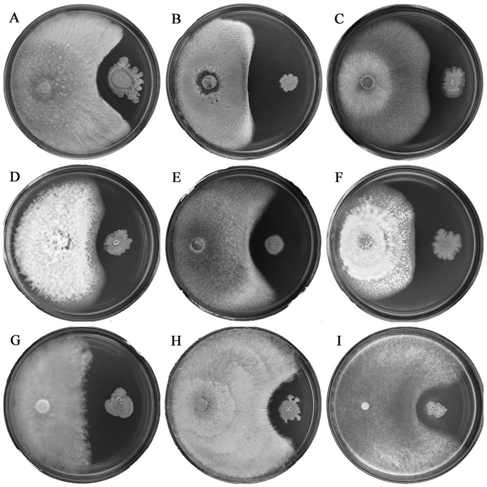 Bacillus halotolerans SY1836 and application thereof