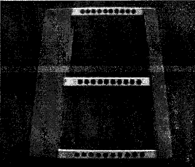 Shape memory alloy spring driven wing cellule with deformable section plane