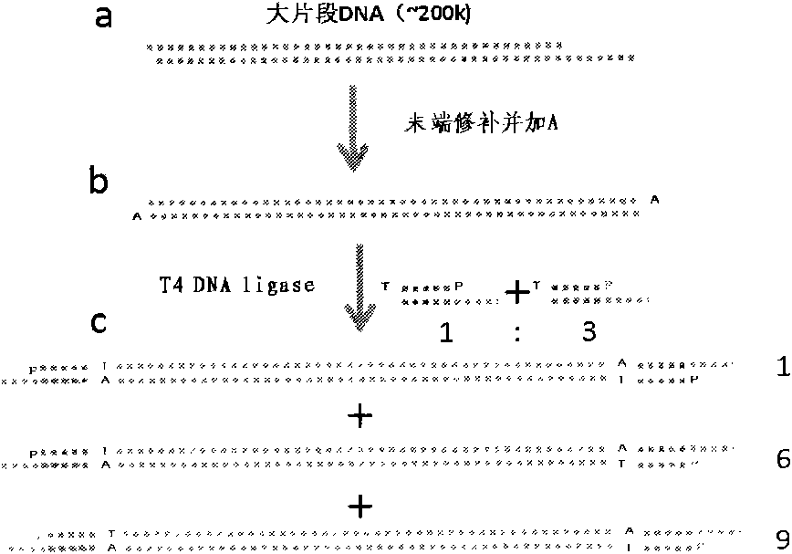 Whole genome DNA sequence splicing sequencing method