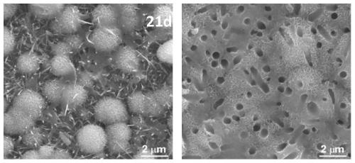 Preparation process of single/multi-element doped sodium titanate nanorod array coating