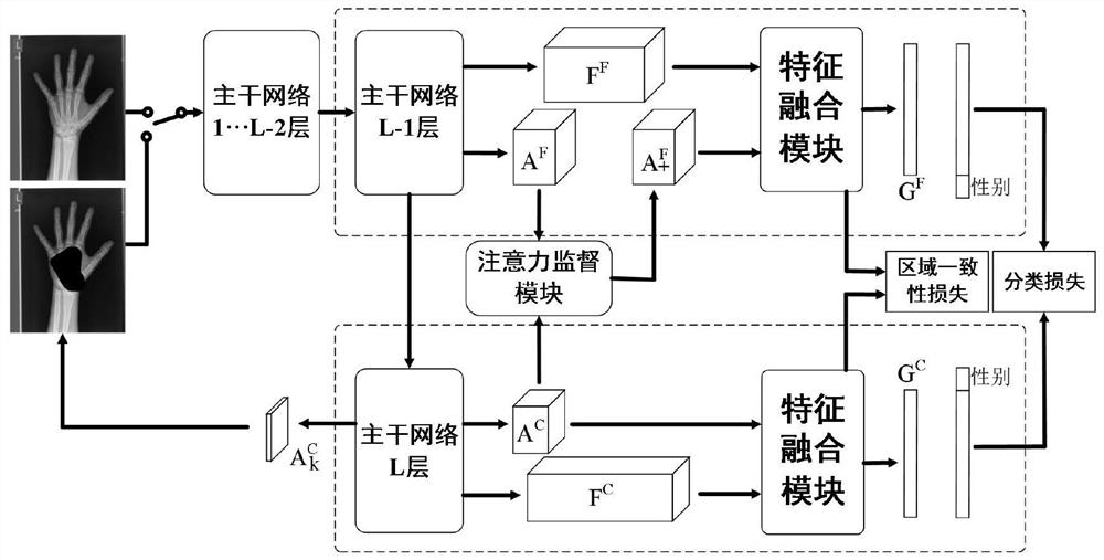 Hand bone key region acquisition method based on convolutional neural network and multi-granularity attention