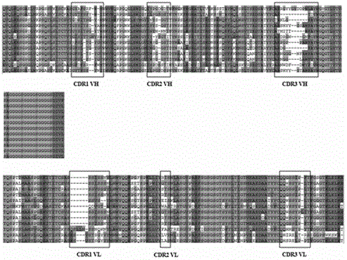 Citrinin-resisting single-chain antibody as well as preparation method and application thereof