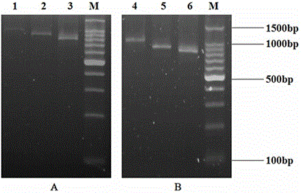 Citrinin-resisting single-chain antibody as well as preparation method and application thereof