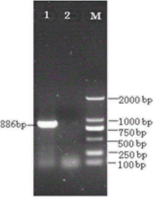 TGEV and PEDV combined live vaccine and preparation method thereof