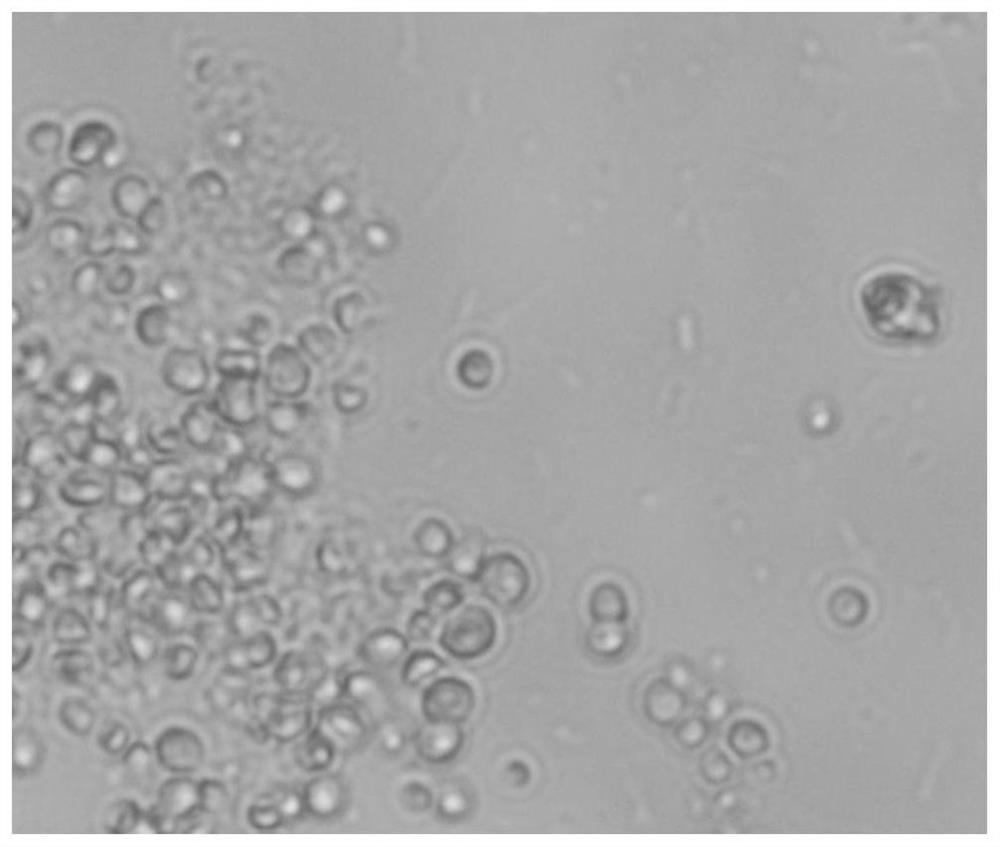 Novel freshwater oil-producing microalgae species as well as culture method and application thereof