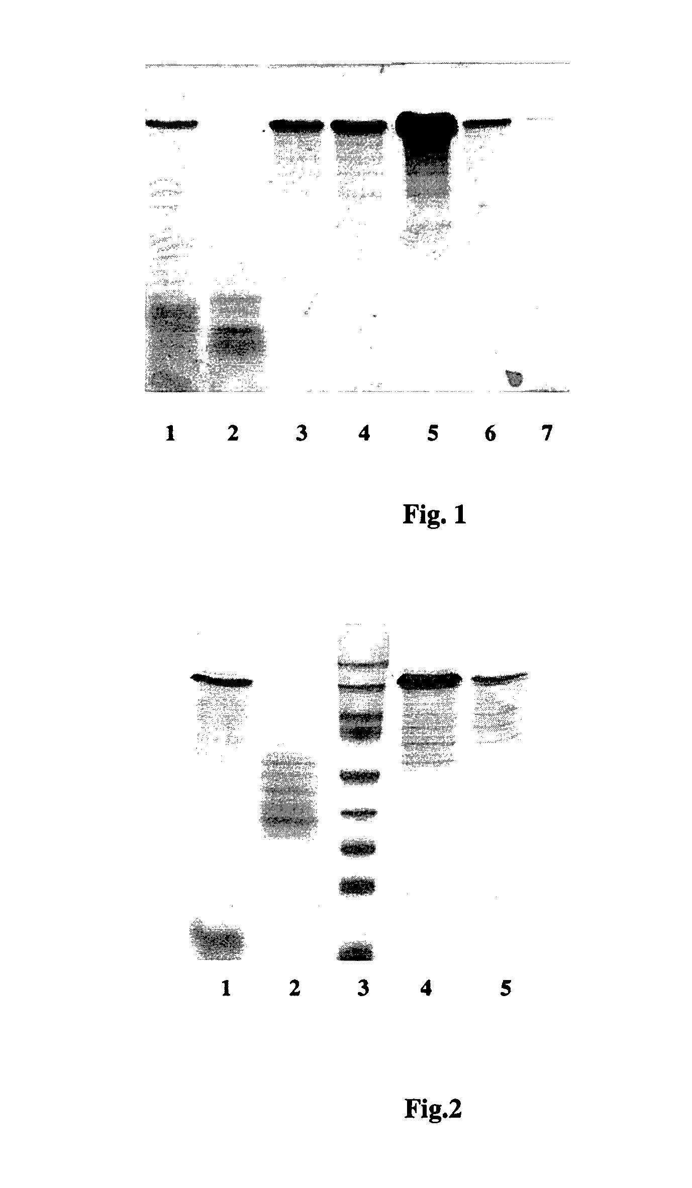 Method for producing web protein, a fused protein, recombinant DNA, an expression vector, a host cell and strain-producers