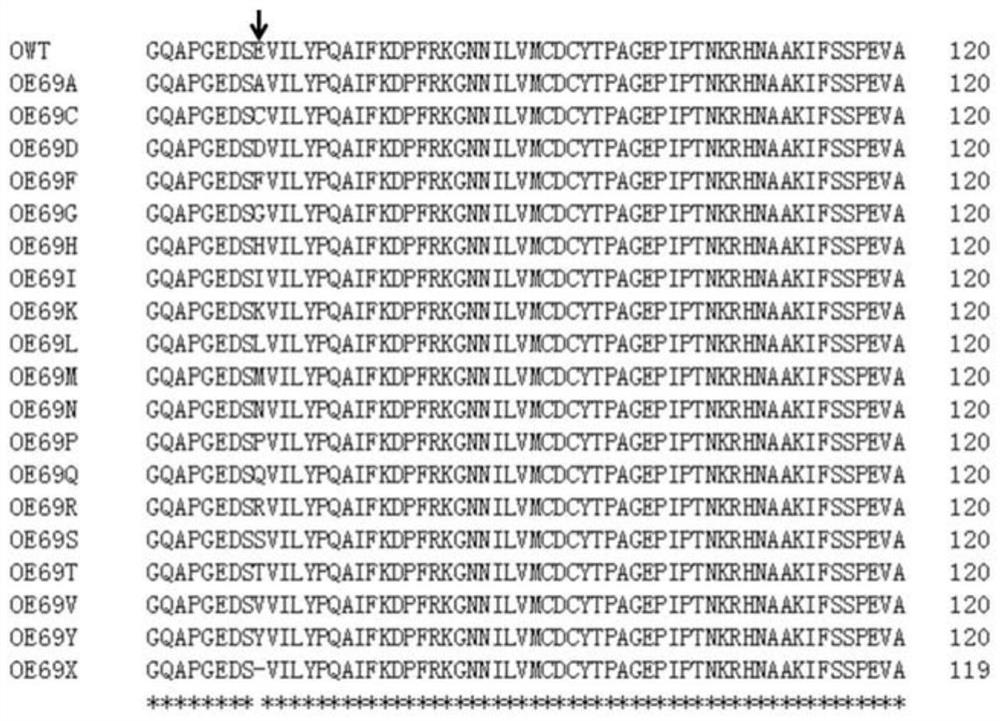 Glutamine synthetase mutant and application of glutamine synthetase mutant in culturing glufosinate-ammonium-resistant plant variety