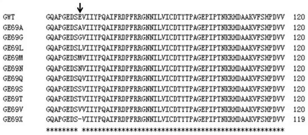 Glutamine synthetase mutant and application of glutamine synthetase mutant in culturing glufosinate-ammonium-resistant plant variety