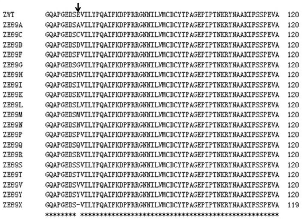 Glutamine synthetase mutant and application of glutamine synthetase mutant in culturing glufosinate-ammonium-resistant plant variety