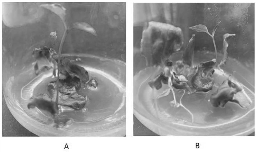 Method for cultivating passiflora edulis seedlings