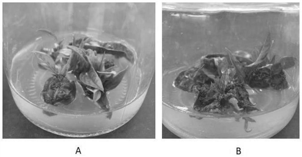 Method for cultivating passiflora edulis seedlings