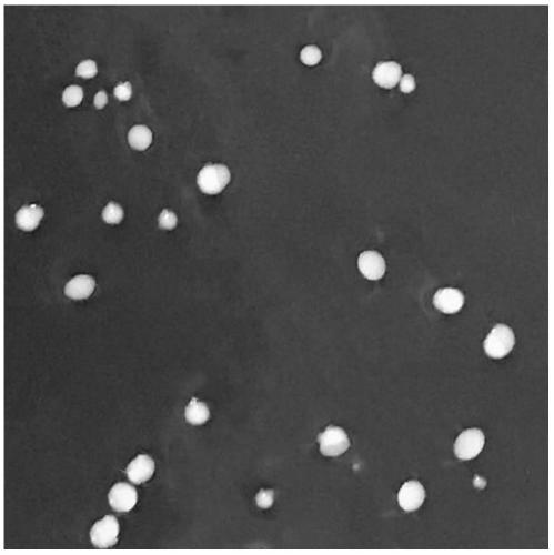 Lactobacillus harbinensis and application thereof