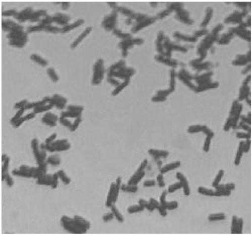 Lactobacillus harbinensis and application thereof