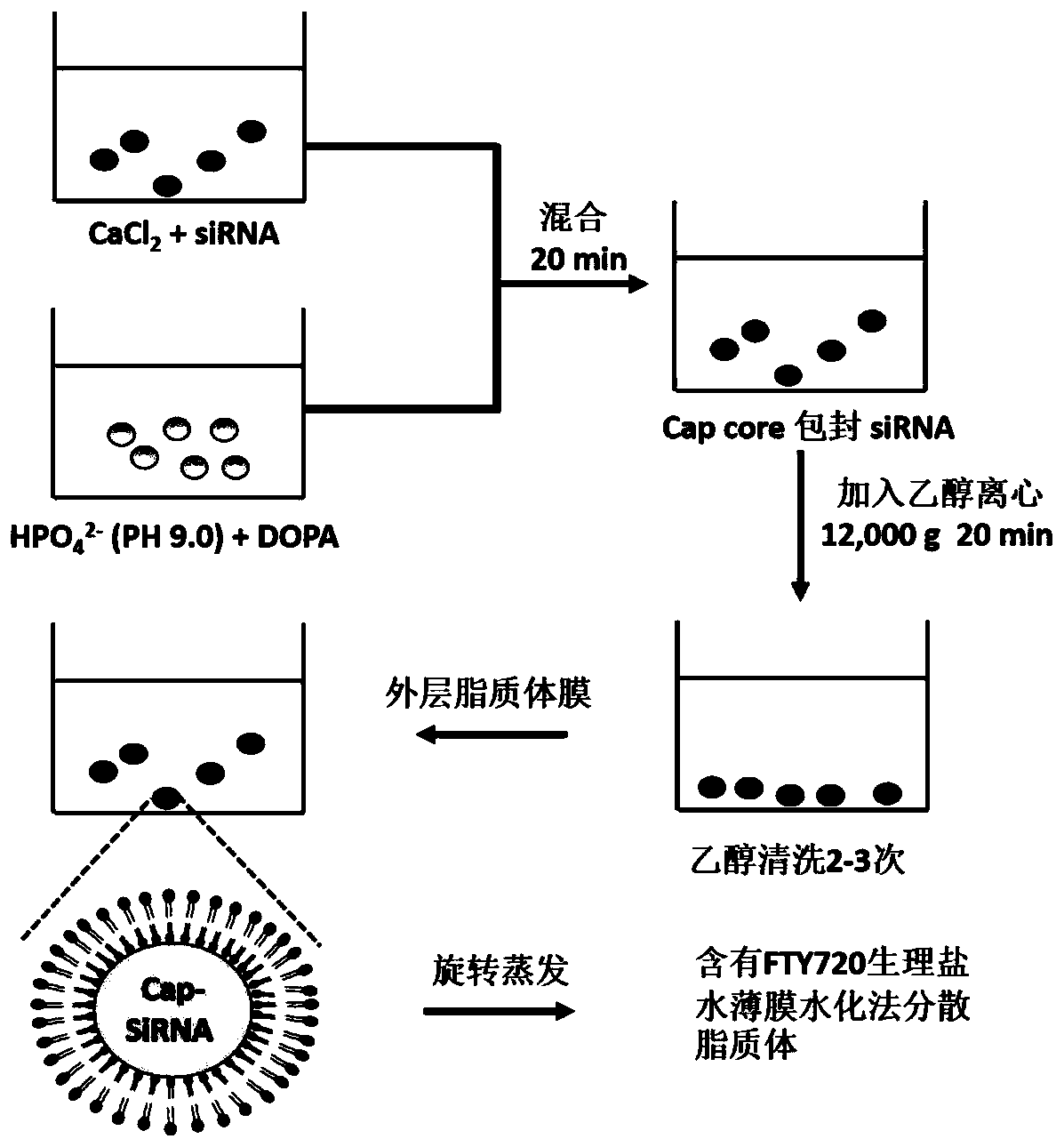 Co-delivery of lipid nanoparticles with autophagy siRNA-fingolimod targeting liver cancer