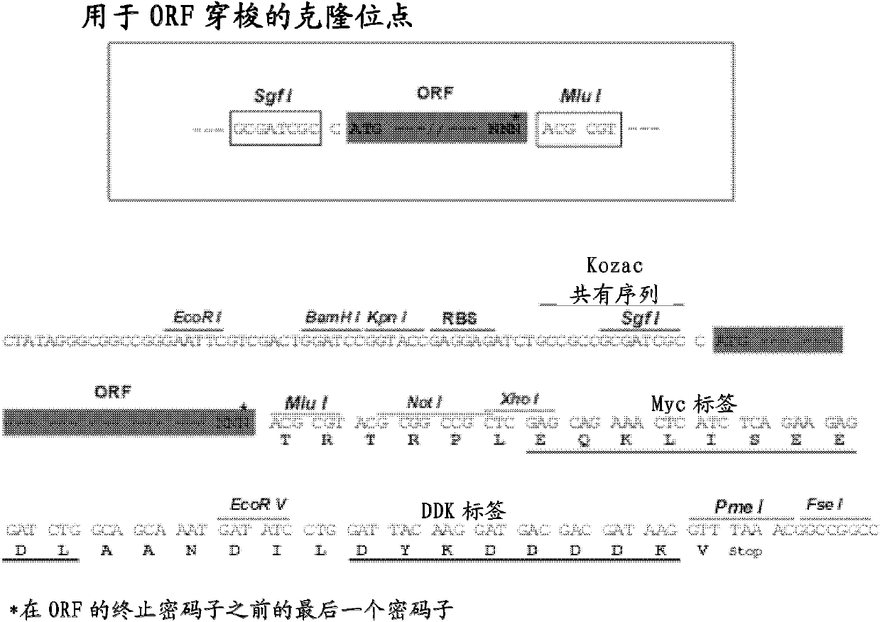 Anti ERCC1 monoclonal antibody 2E12 and application